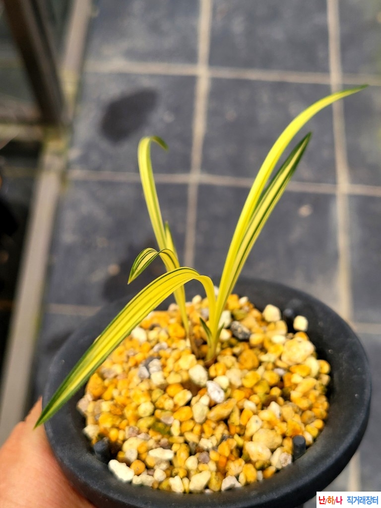 엽육좋은 입변중투호?