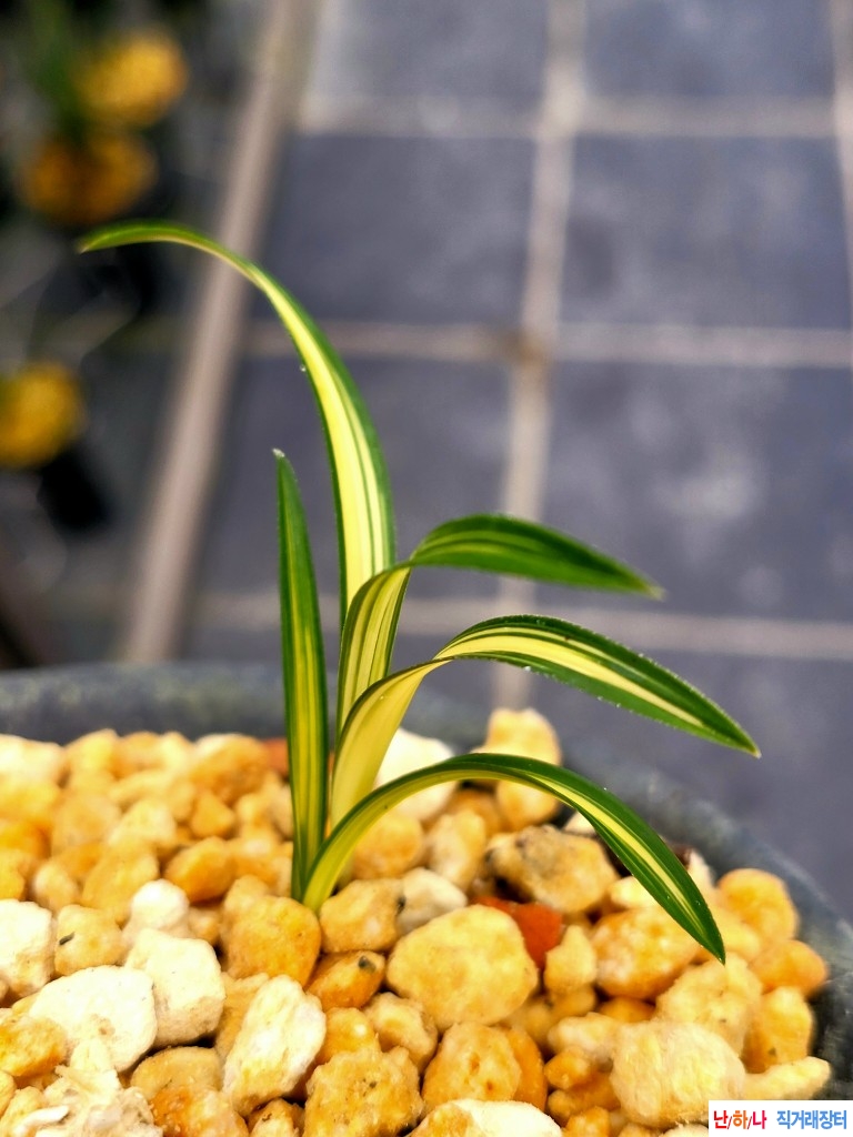 배부른중투호입니다