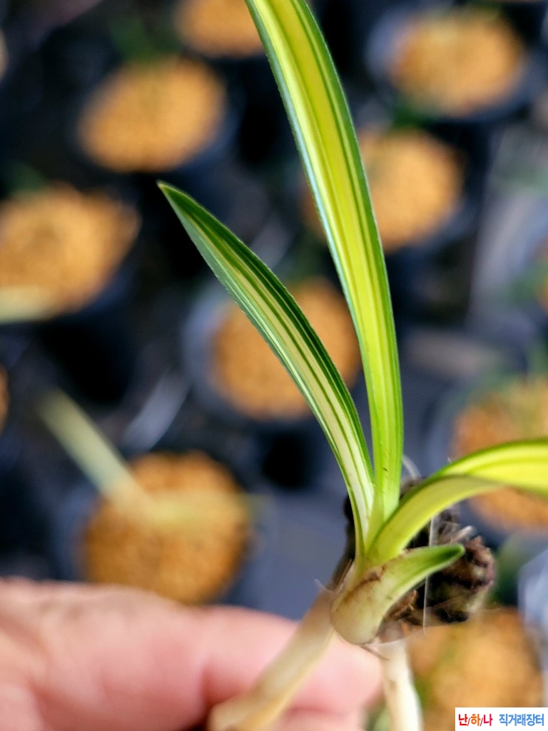 발전단엽성중투호입니?