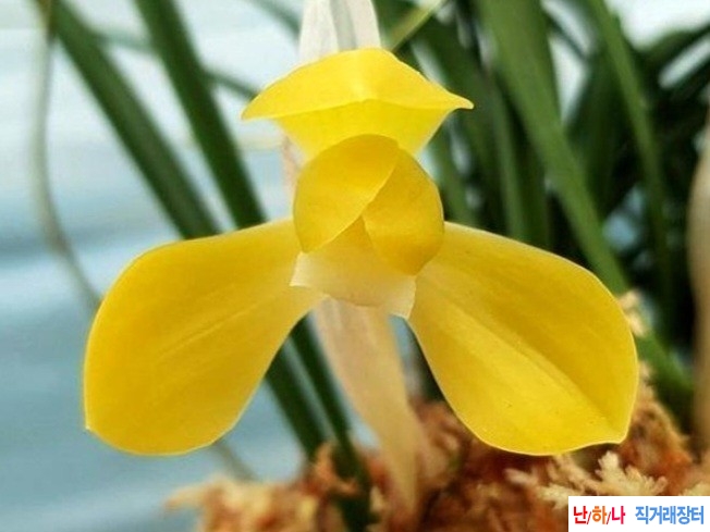 황화소심 (천금소)~*