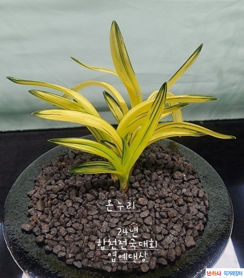 단엽중투 (온누리) 무?