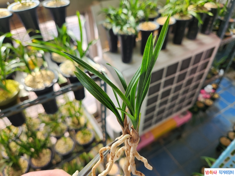 산채출 중배변 옥아진 ?