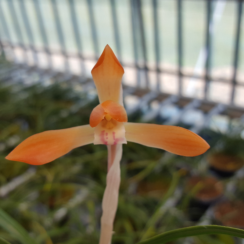 무명,,잎복륜,,홍화,,꽃?