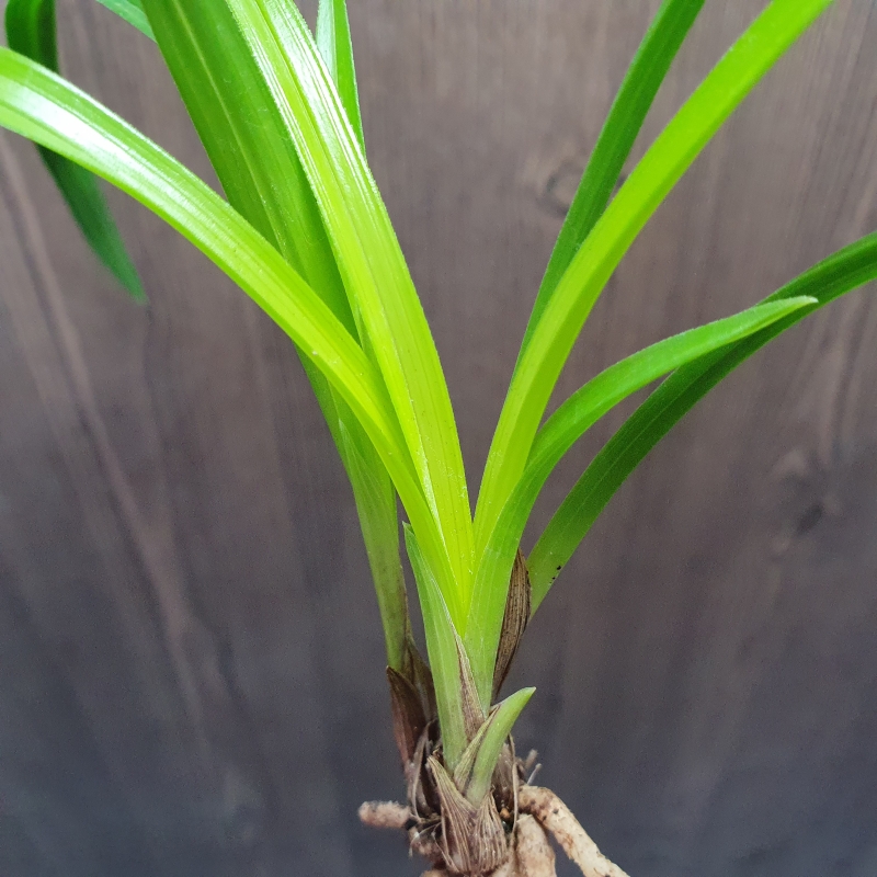 화근없는,,맑은,,황서?