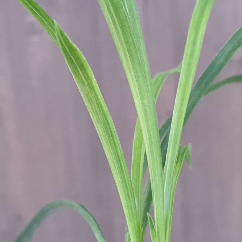 전면산반,,녹호산반