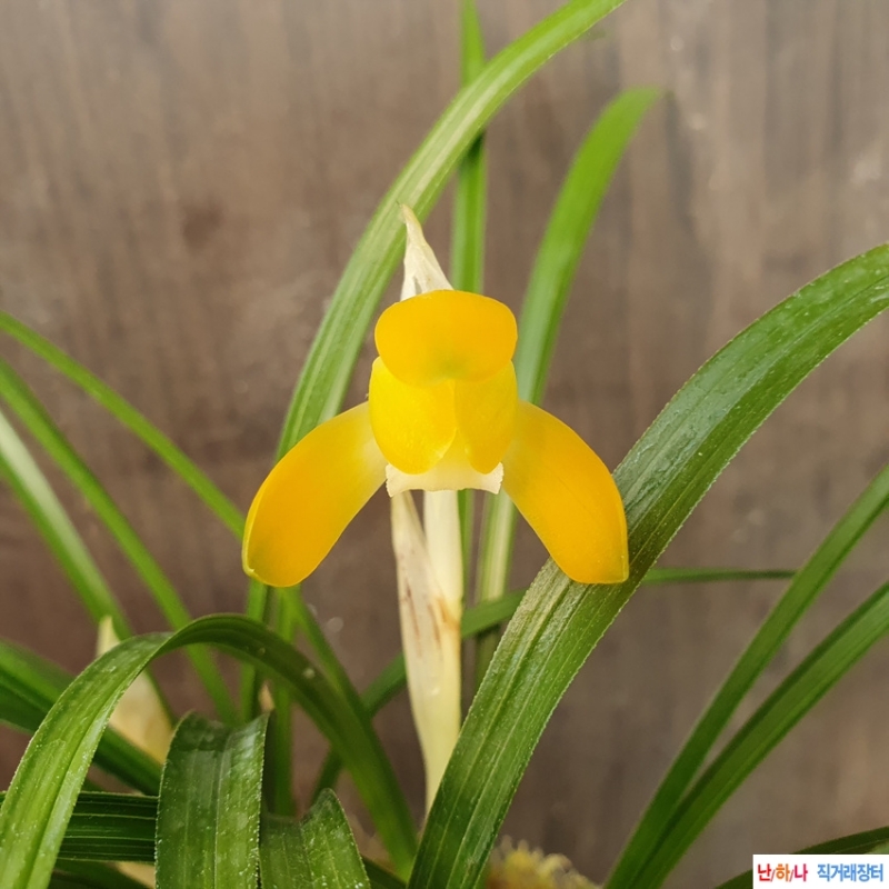 무명,,화형,,특A,,주금?