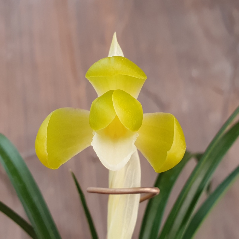 무명,,색기대,,원두소