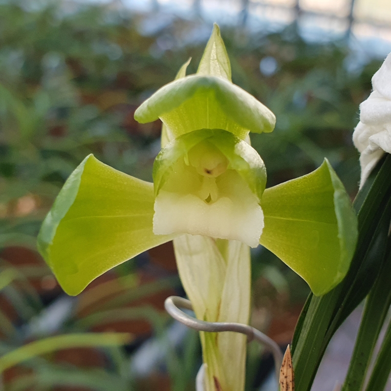 무명,,원두,,소심