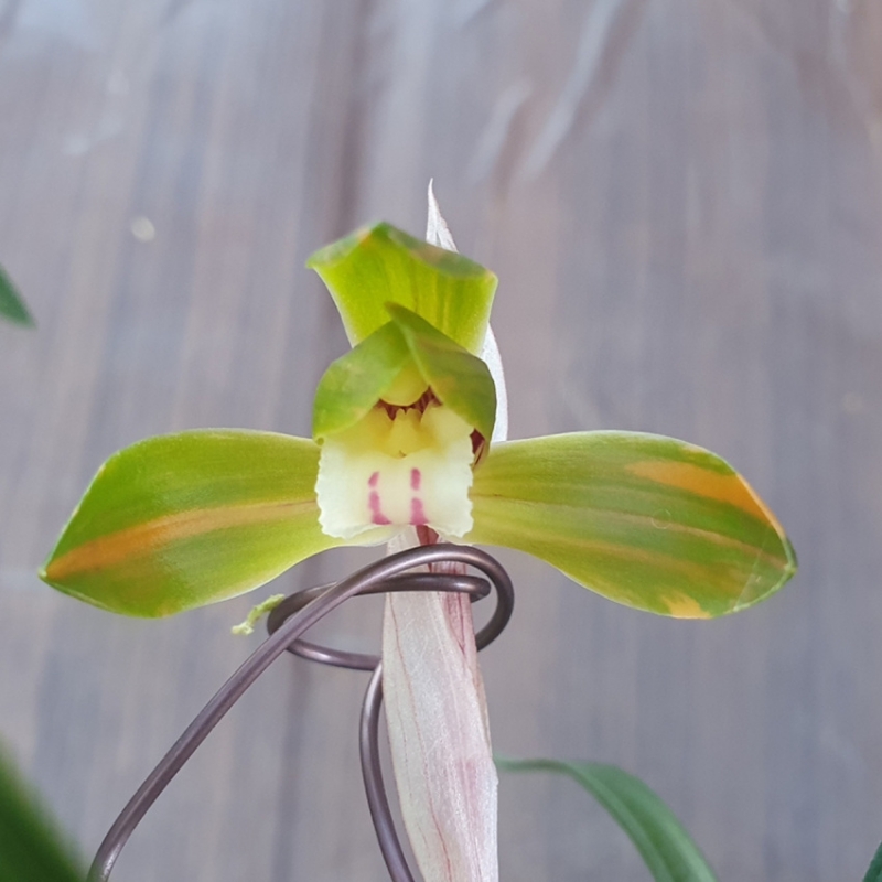 무명,,홍,,복색화