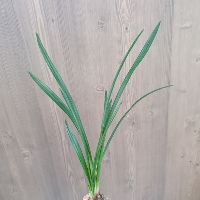 두화변,,입변,,서반물