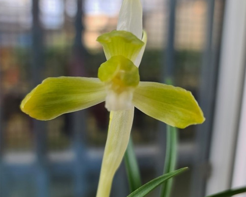 무명,,전면산반화,,복?