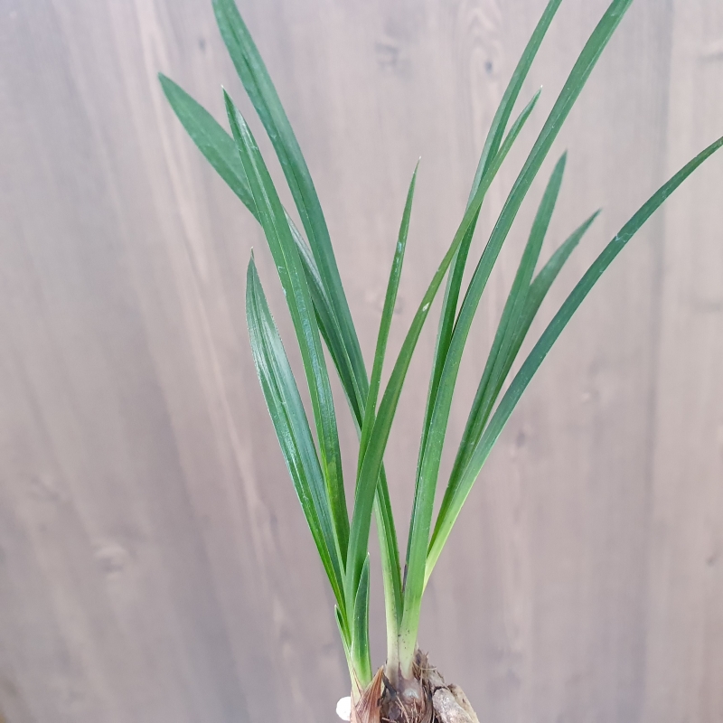 두화변,,입변,,서반물