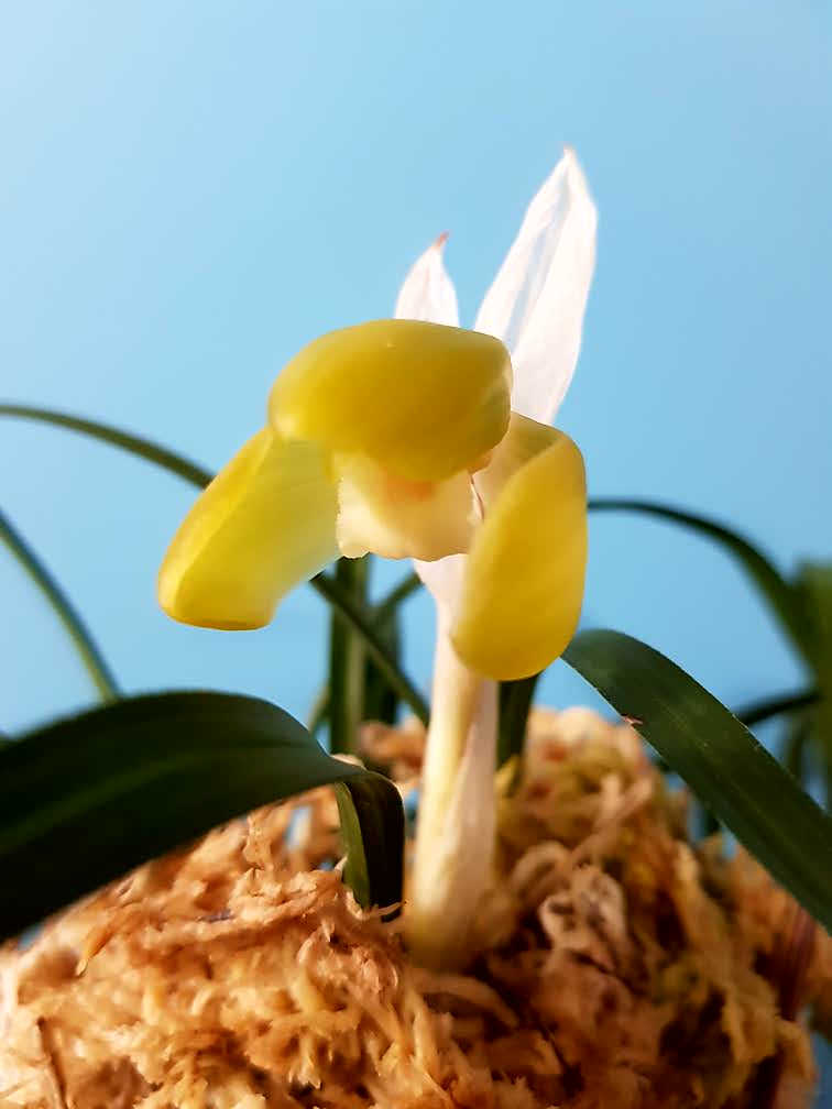 무명,,화형,,주금소심,,?