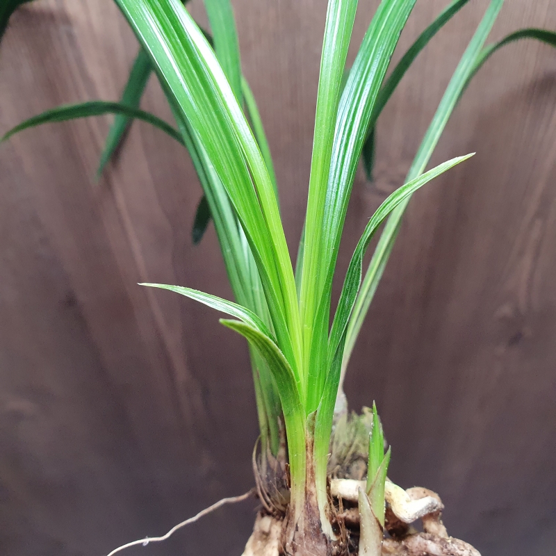 산출그대로,,환엽,,산?