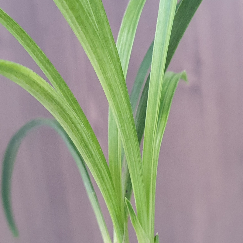 전면산반,,녹호산반