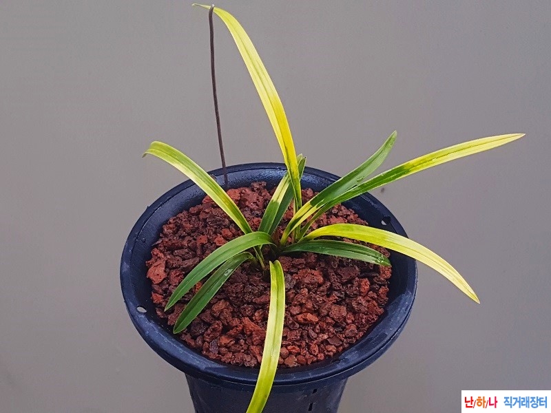 종자하세요. (극황/서?