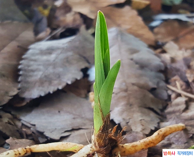 산채. (단엽/2가보)
