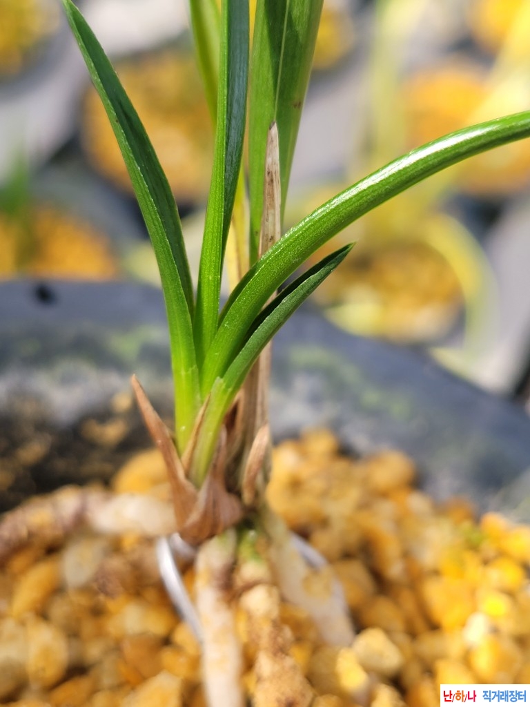 산채.후육의입엽 산반?