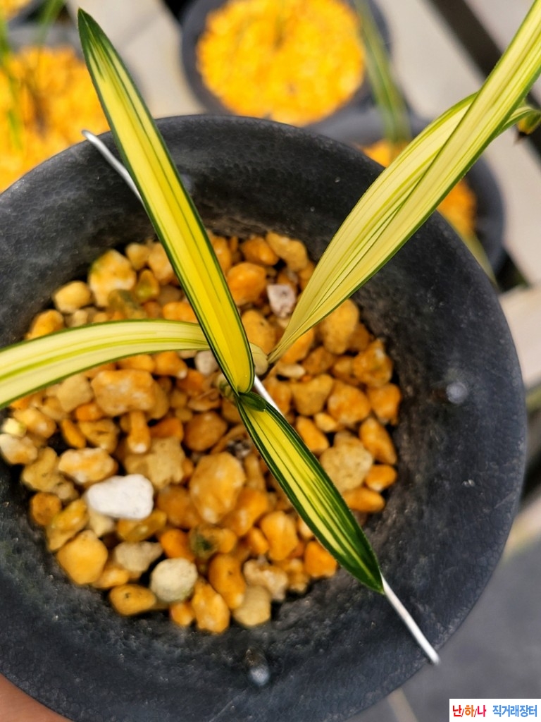 환엽중투호 입니다