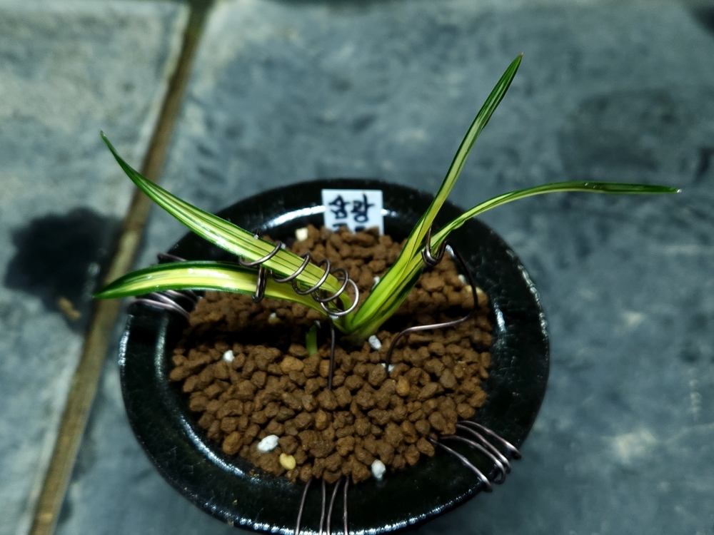 무명 삼광중투