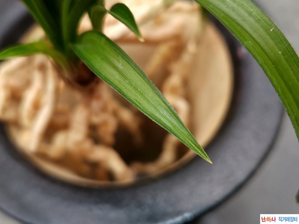 엽성이 강한 감중투