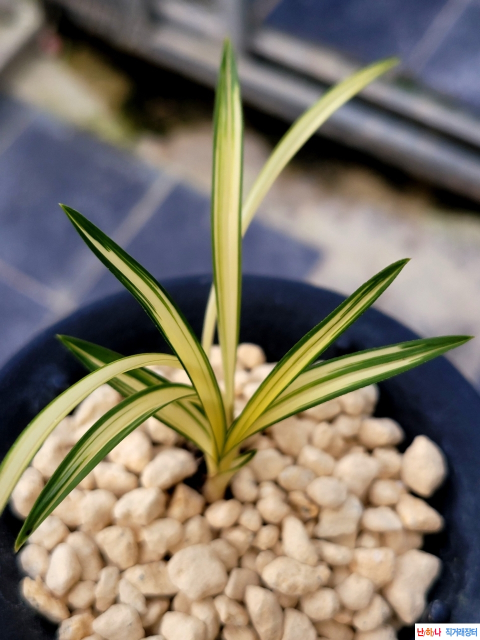 단엽성중투호입니다