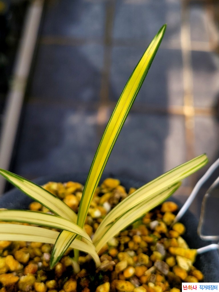 입변성중투호입니다