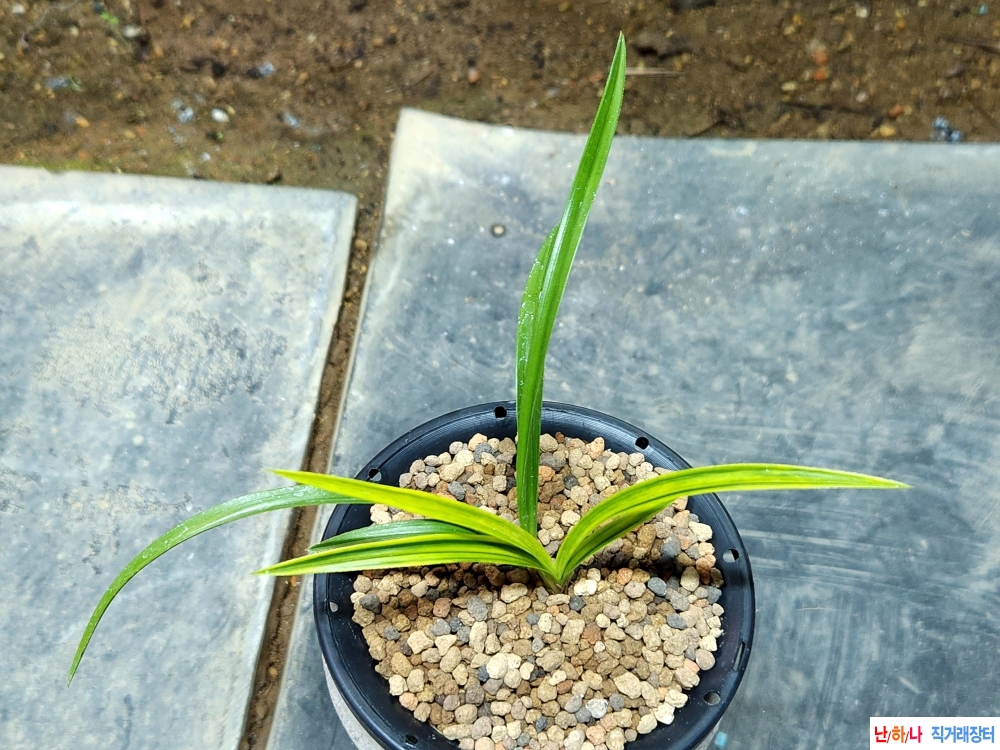 금계산반녹호(샛별)