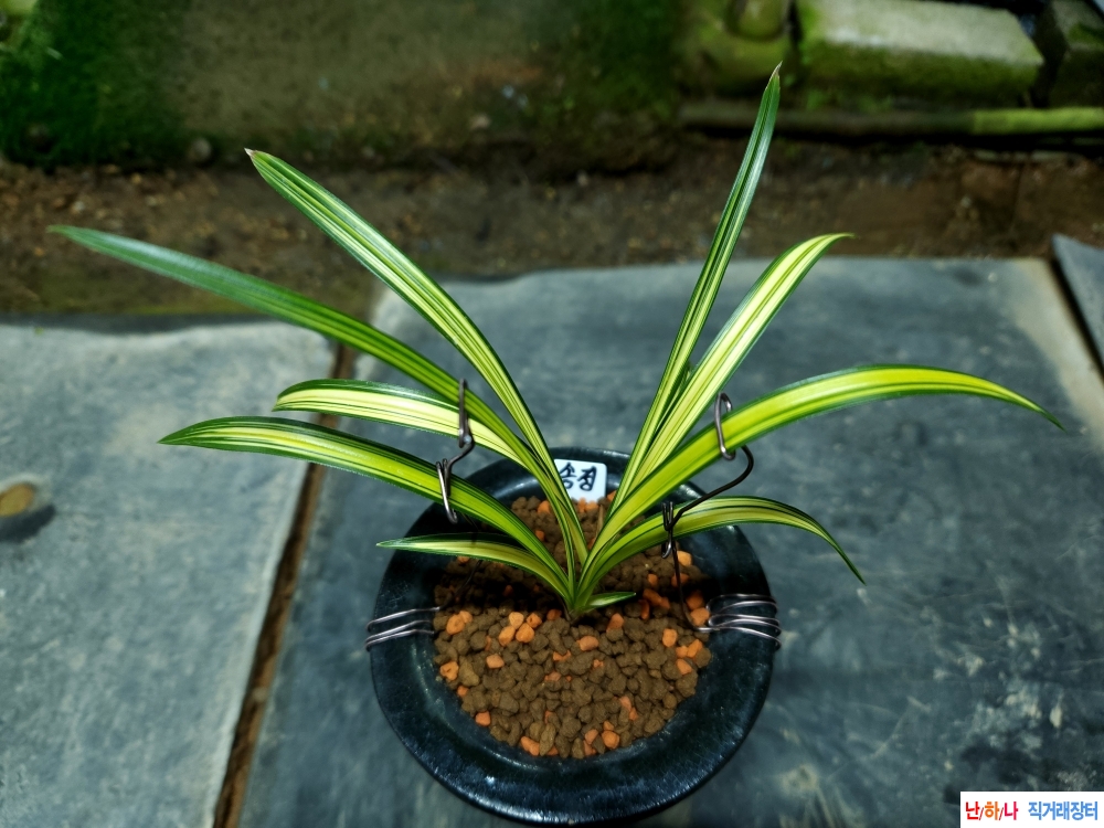 명명품 자세좋은 송정?