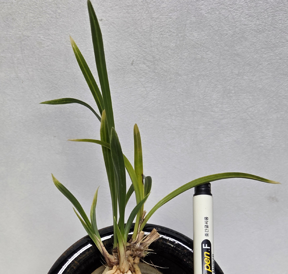 산채 출발의 황산반