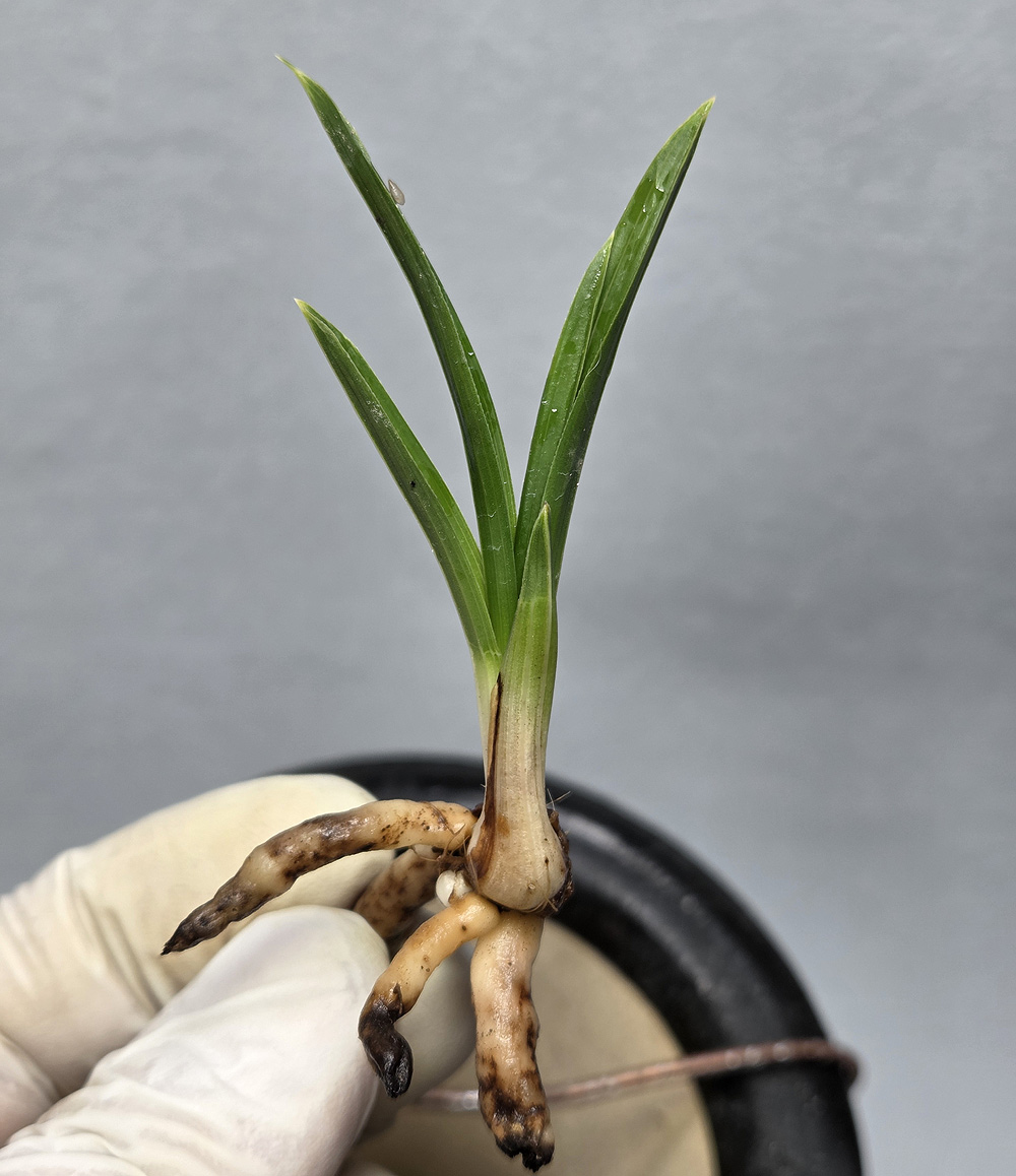 분갈이중 만물+산반중?