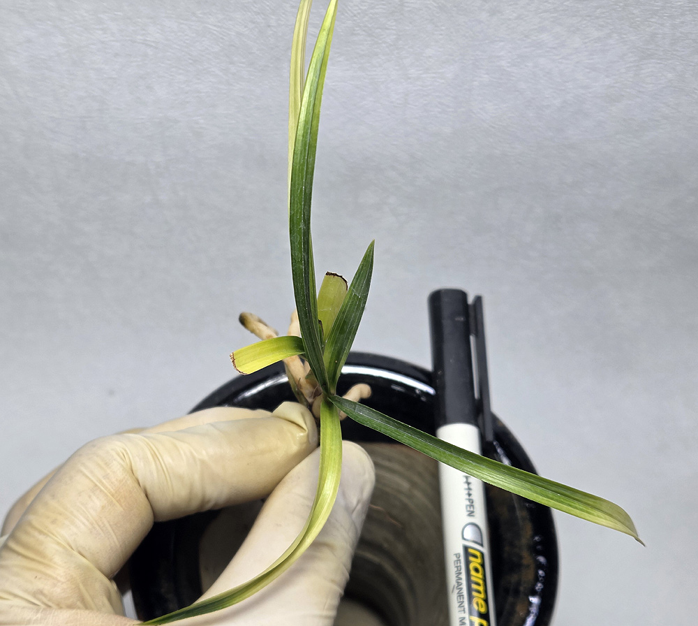 무명 은은한 빛감의 서?