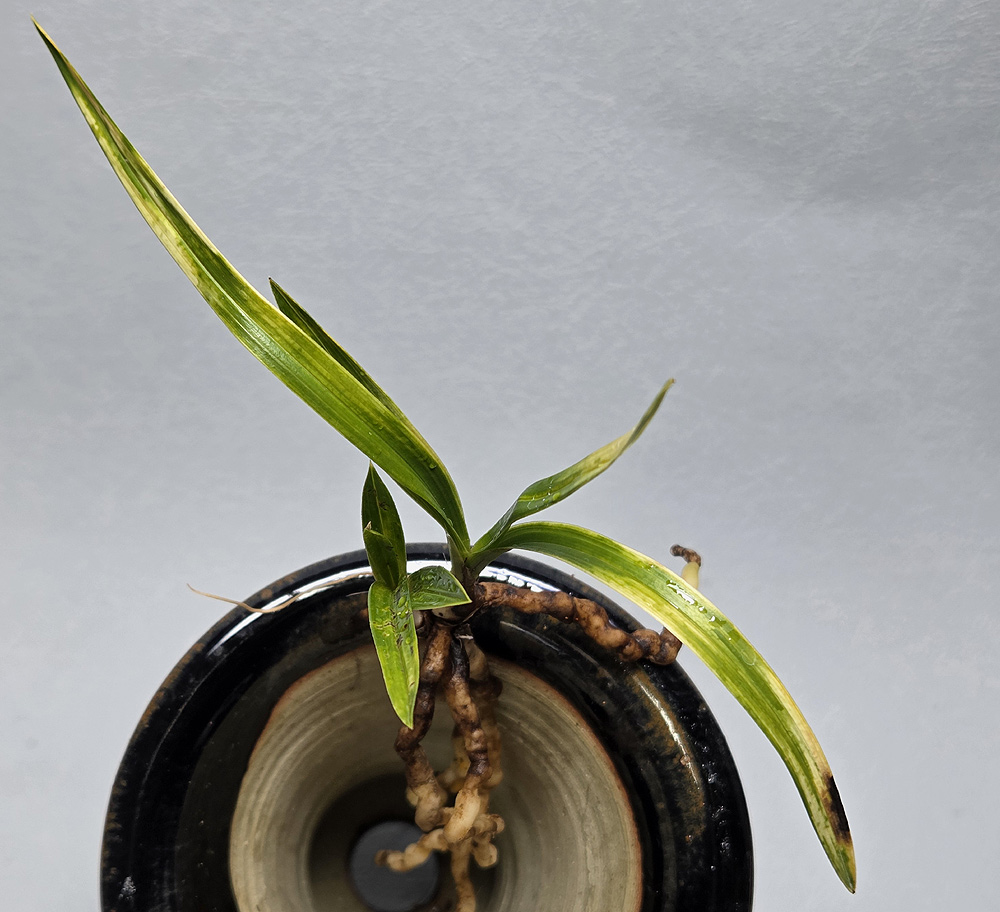 신안 홍화 밭자리 서반?