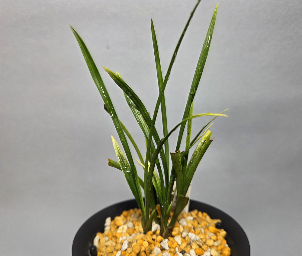 산채 원본 미분주 입변?