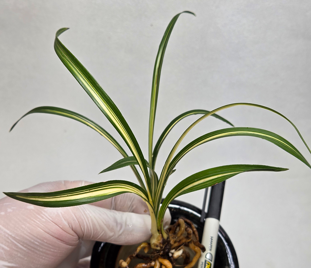 환엽 진청 중압중투