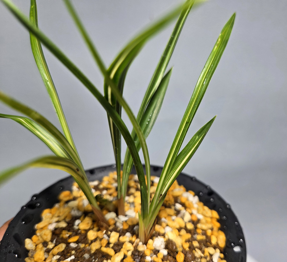 입변 압성 호중투