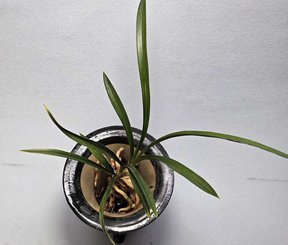 진청 장단엽성 산반