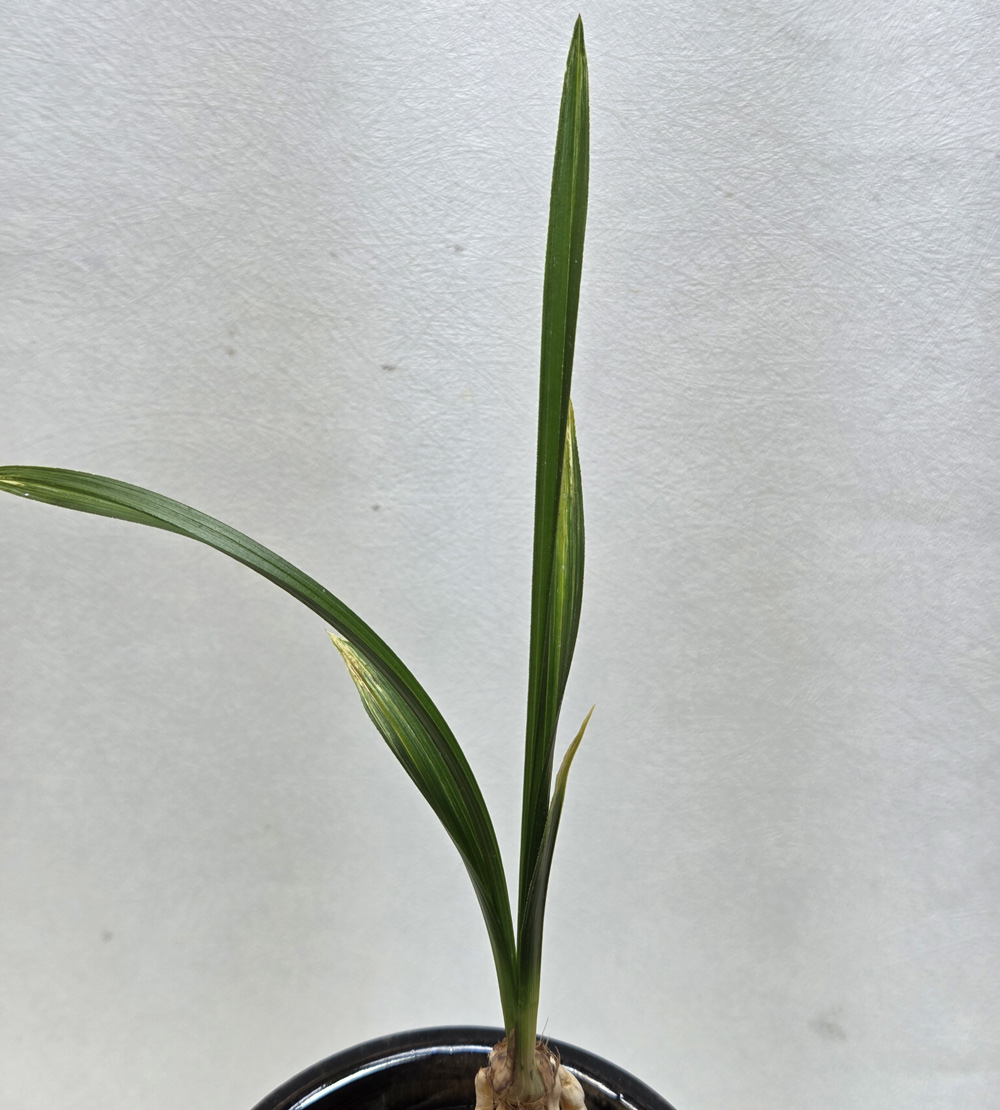 동련스타일 입변 황산?