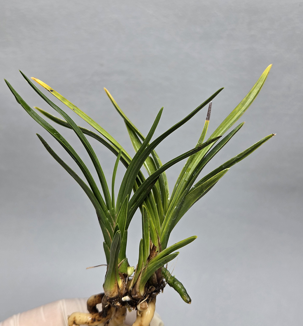 진청 두터운 엽성의 두?