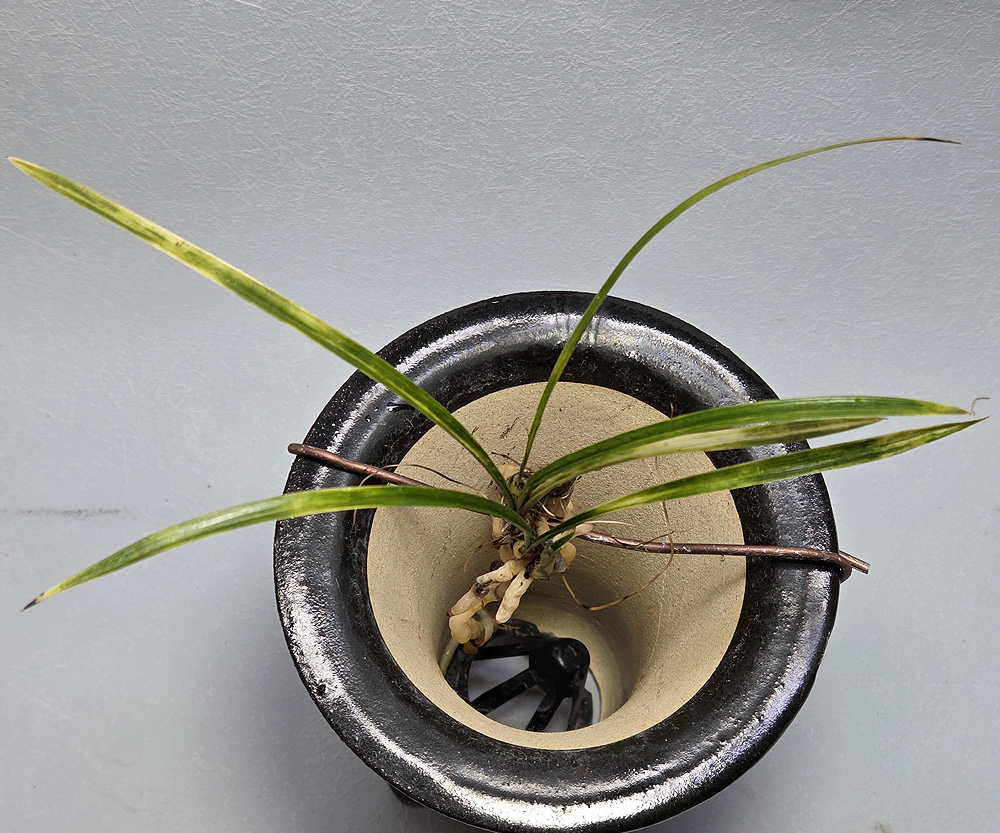 신안 자은도 산채 서호?