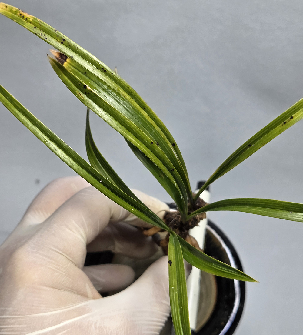 신안 홍화 밭자리 서반?