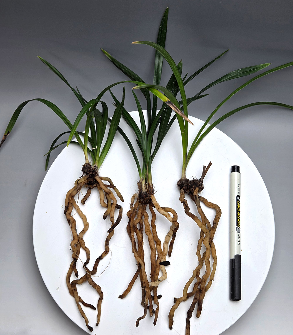 분갈이중 3종 세트