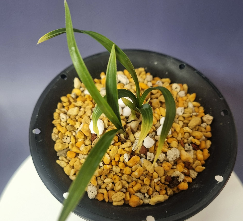 엽성 황산반