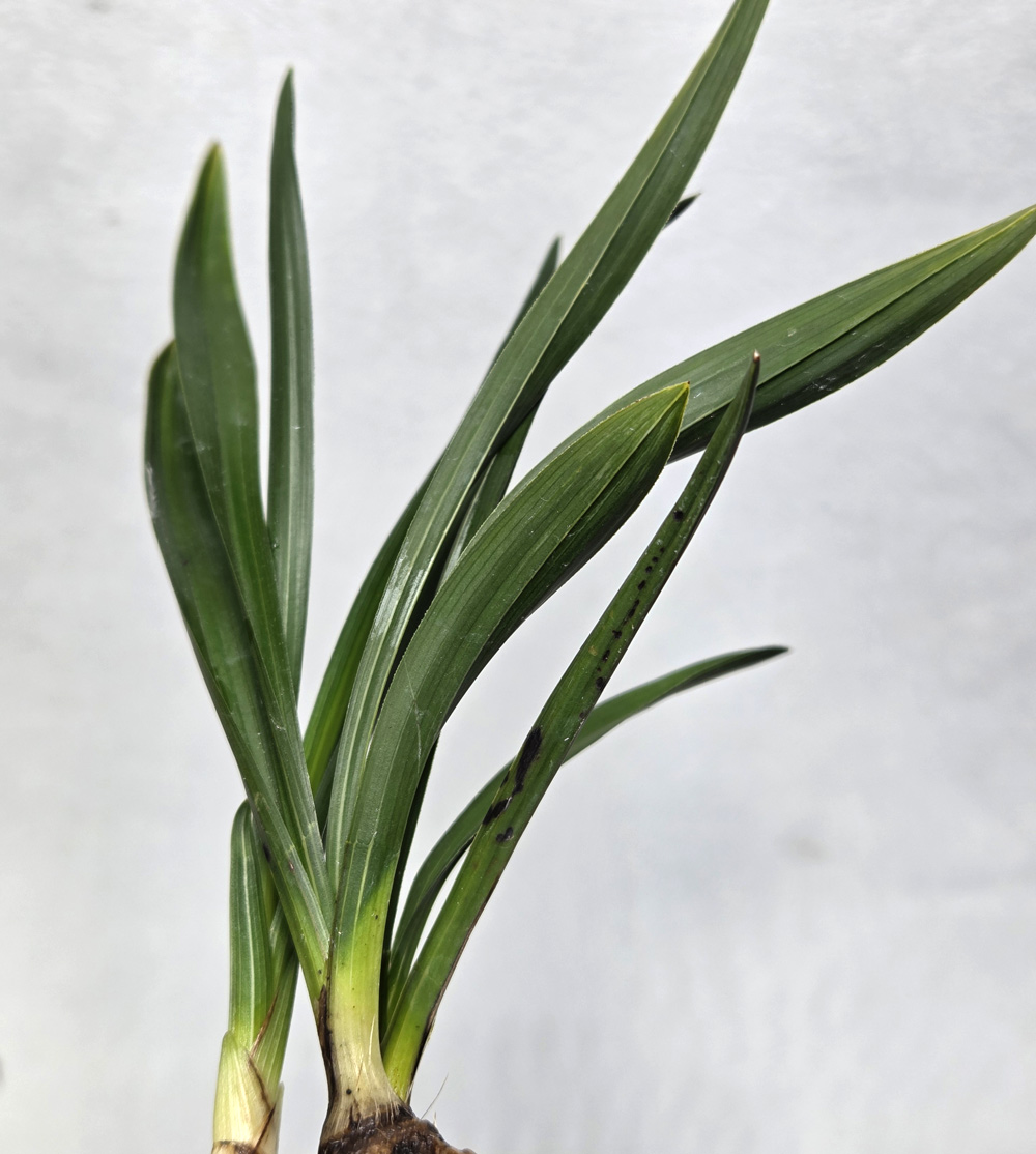 정통 두화변 시컴한 입?