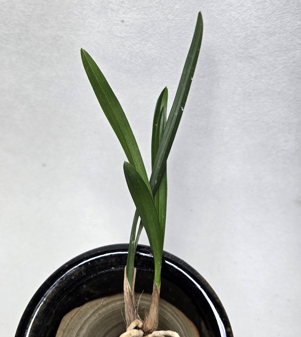 둥근환엽스타일 입변