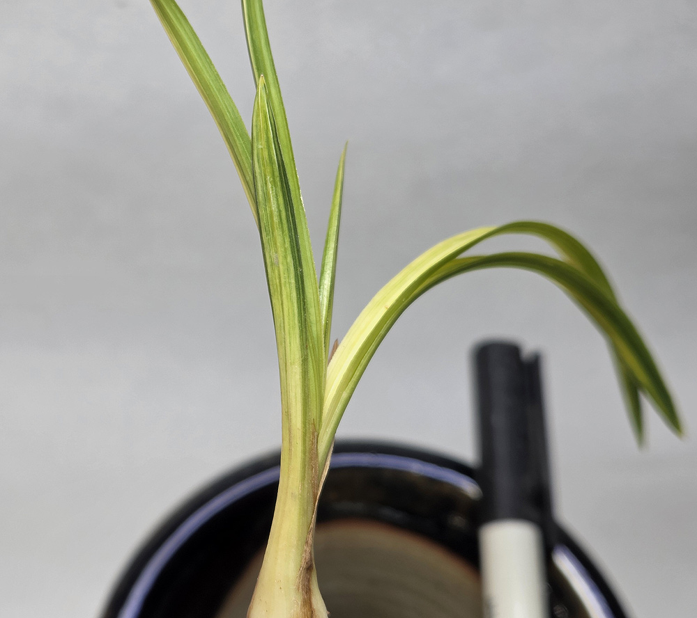 무명 산반 녹호