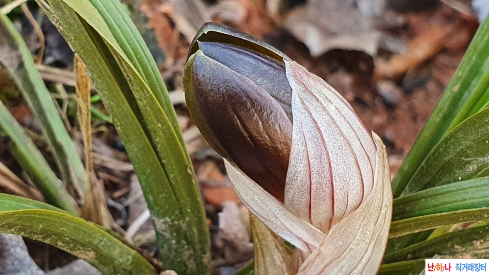 산채 굿 화형자화