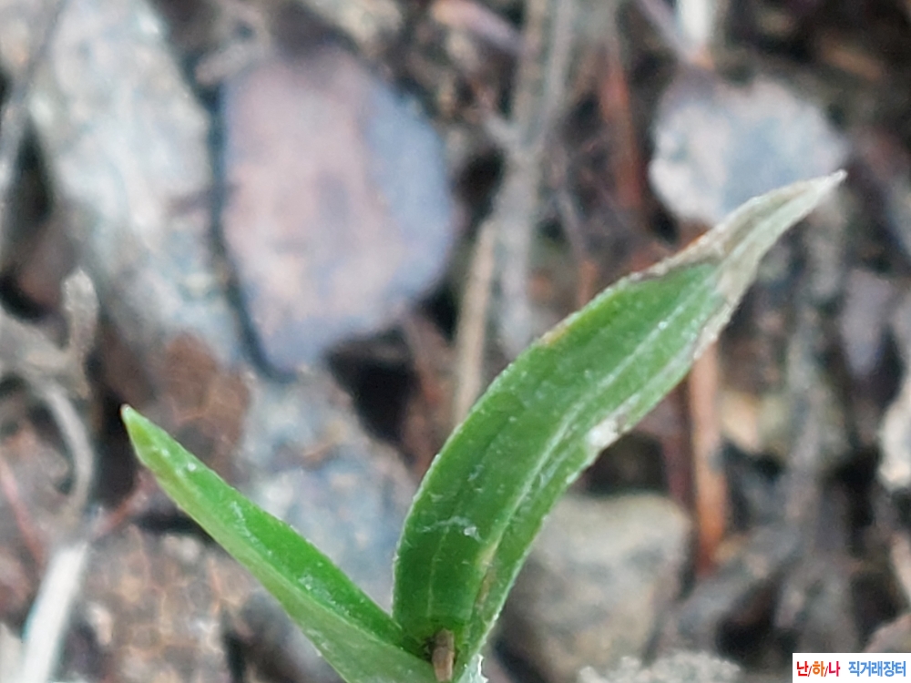 산채단엽성입변
