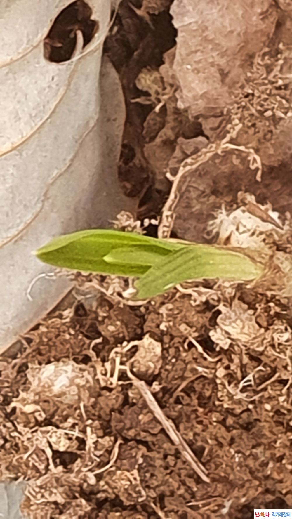 산채단엽 둥근변