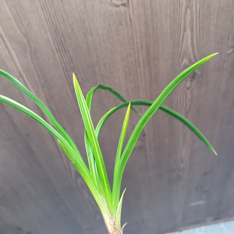 금계,,극황,,산반,,호